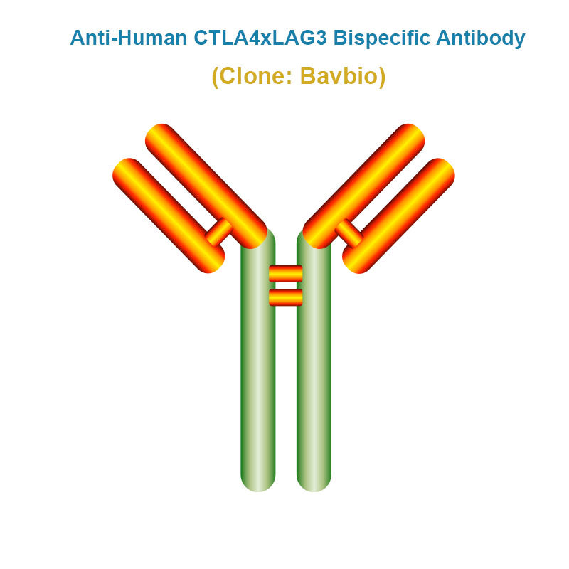 Anti-Human CTLA4xLAG3 Bispecific Antibody