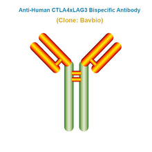 Load image into Gallery viewer, Anti-Human CTLA4xLAG3 Bispecific Antibody