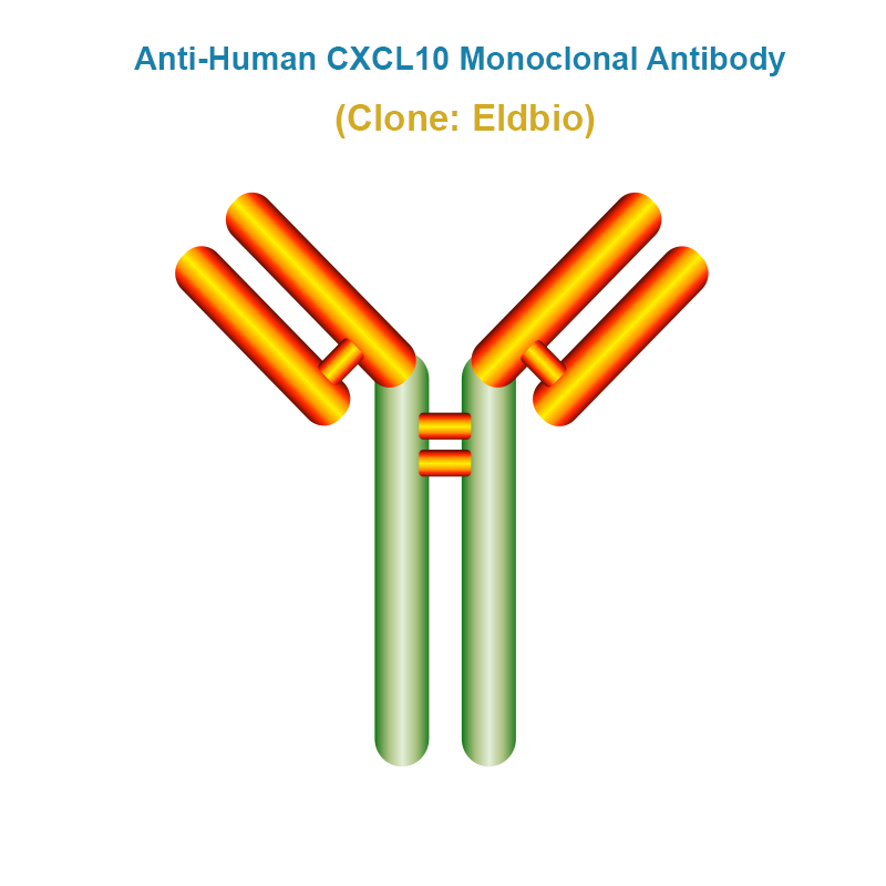 Anti-Human CXCL10 Monoclonal Antibody