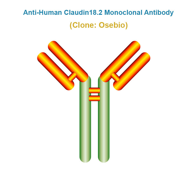Anti-Human Claudin18.2 Monoclonal Antibody, Clone: Osebio