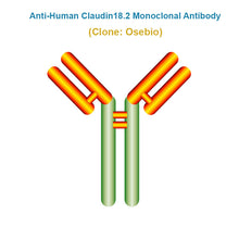 Load image into Gallery viewer, Anti-Human Claudin18.2 Monoclonal Antibody, Clone: Osebio