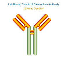 Load image into Gallery viewer, Anti-Human Claudin18.2 Monoclonal Antibody