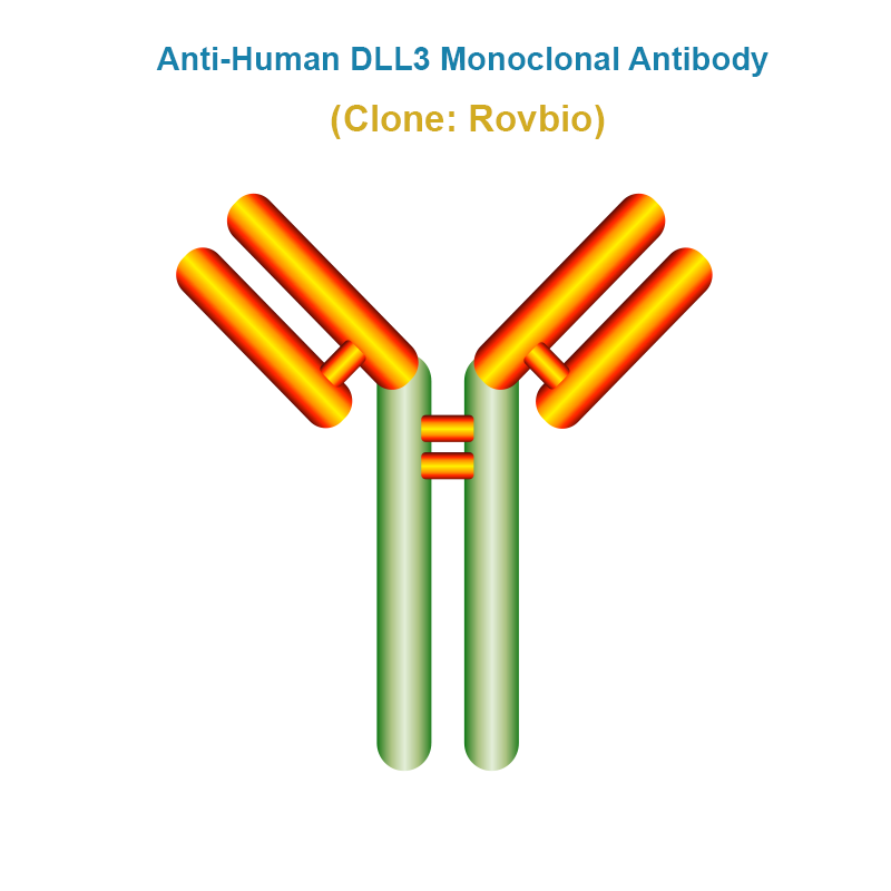 Anti-Human DLL3 Monoclonal Antibody
