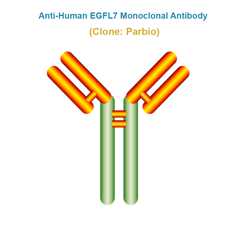 Anti-Human serotype EGFL7 Monoclonal Antibody