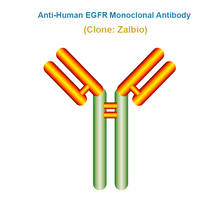 Load image into Gallery viewer, Anti-Human EGFR Monoclonal Antibody, Clone: Zalbio
