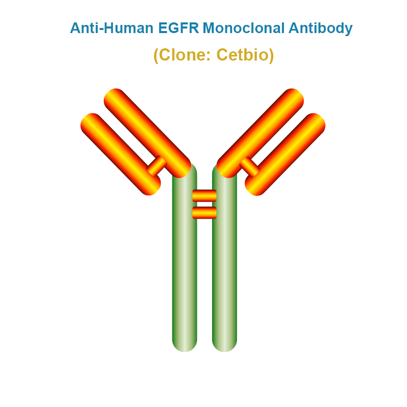 Anti-Human EGFR Monoclonal Antibody