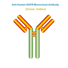 Load image into Gallery viewer, Anti-Human EGFR Monoclonal Antibody