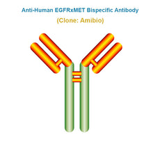 Load image into Gallery viewer, Anti-Human EGFRxMET Bispecific Antibody, Clone: Amibio