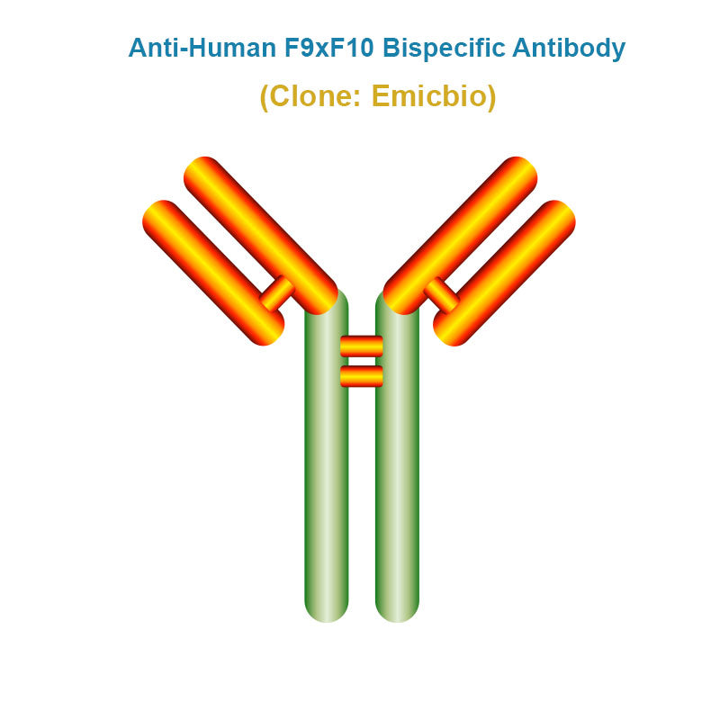 Anti-Human F9xF10 Bispecific Antibody