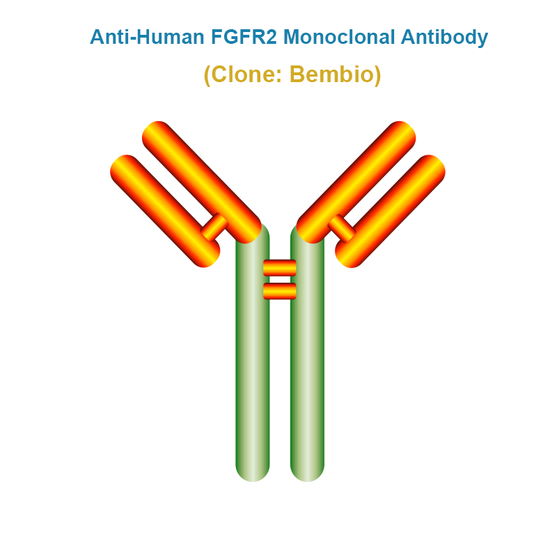 Anti-Human FGFR2 Monoclonal Antibody