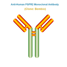 Load image into Gallery viewer, Anti-Human FGFR2 Monoclonal Antibody