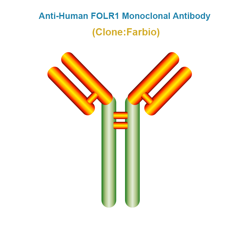 Anti-Human FOLR1 Monoclonal Antibody