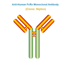 Load image into Gallery viewer, Anti-Human FcRn Monoclonal Antibody, Clone: Nipbio
