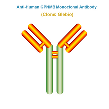 Load image into Gallery viewer, Anti-Human GPNMB Monoclonal Antibody