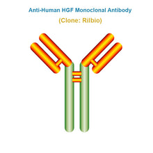 Load image into Gallery viewer, Anti-Human HGF Monoclonal Antibody, Clone: Rilbio