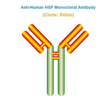Load image into Gallery viewer, Anti-Human HGF Monoclonal Antibody