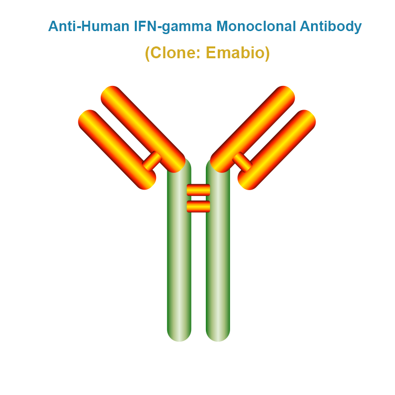 Anti-Human IFN-gamma Monoclonal Antibody