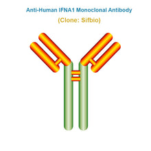 Load image into Gallery viewer, Anti-Human IFNA1 Monoclonal Antibody, Clone: Sifbio
