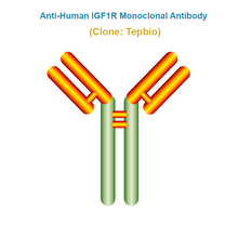Load image into Gallery viewer, Anti-Human IGF1R Monoclonal Antibody, Clone: Tepbio