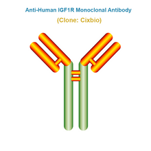 Load image into Gallery viewer, Anti-Human IGF1R Monoclonal Antibody, Clone: Cixbio