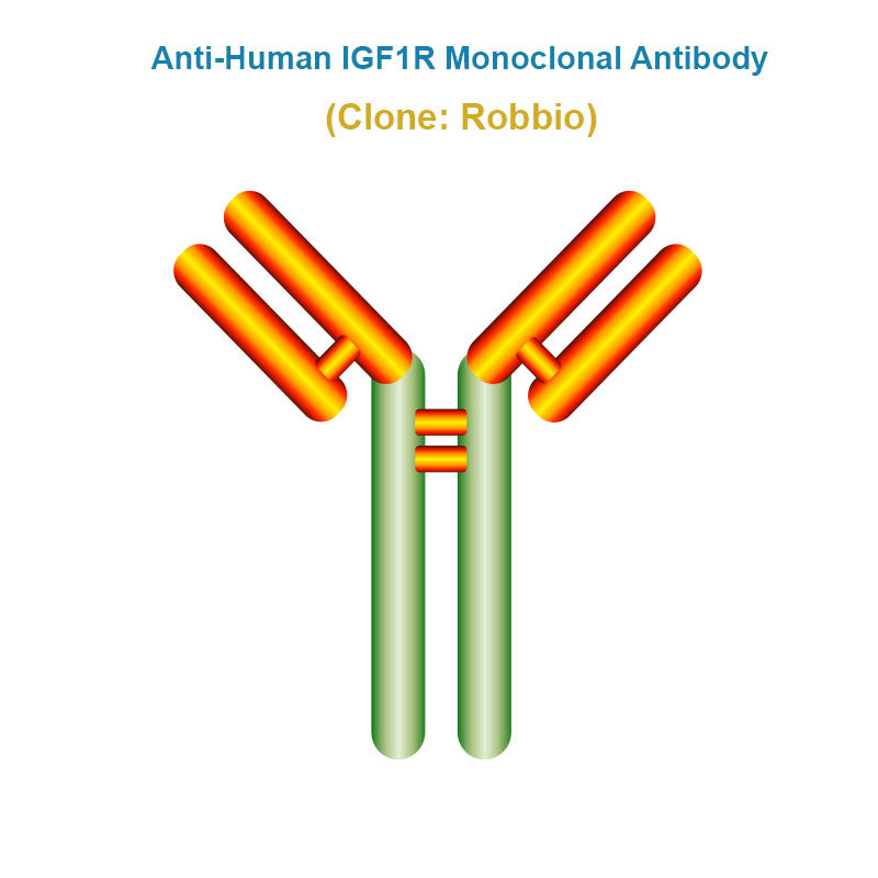 Anti-Human IGF1R Monoclonal Antibody