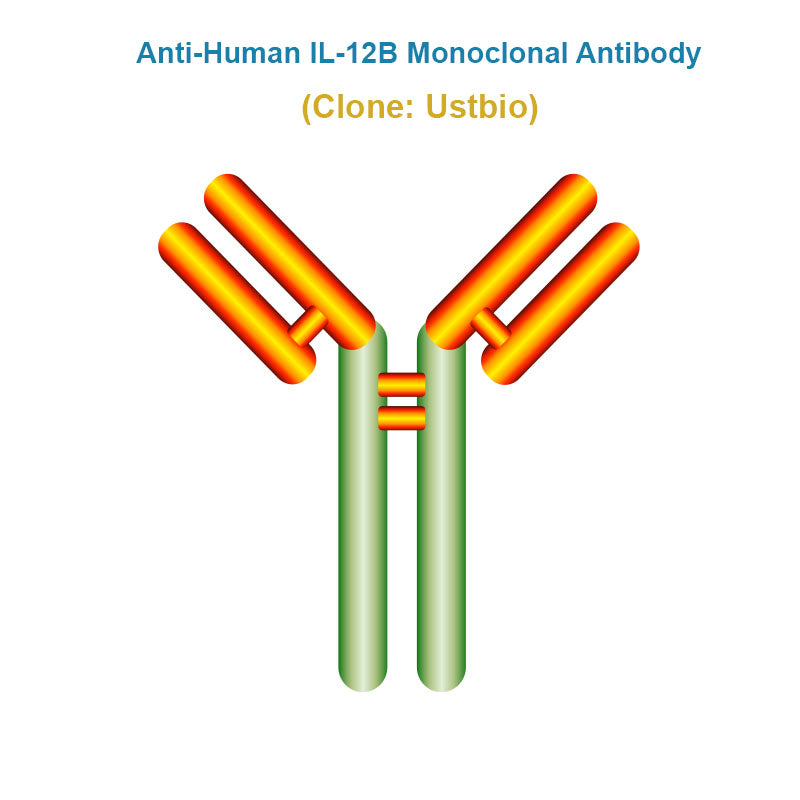 Anti-Human IL-12B Monoclonal Antibody