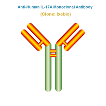 Load image into Gallery viewer, Anti-Human IL-17A Monoclonal Antibody