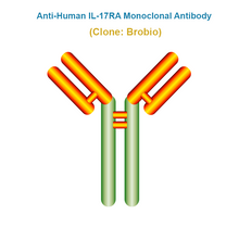 Load image into Gallery viewer, Anti-Human IL-17RA Monoclonal Antibody, Clone: Brobio