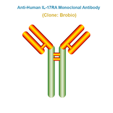 Load image into Gallery viewer, Anti-Human IL-17RA Monoclonal Antibody