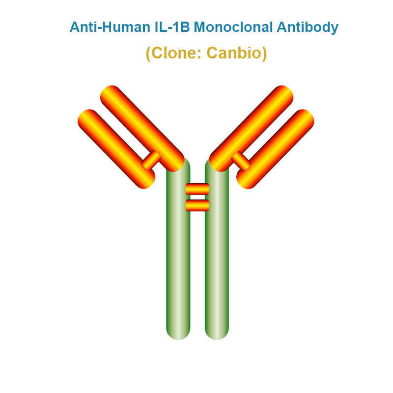 Anti-Human IL-1B Monoclonal Antibody