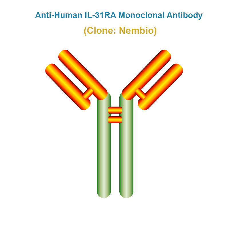 Anti-Human IL-31RA Monoclonal Antibody