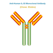 Load image into Gallery viewer, Anti-Human IL-33 Monoclonal Antibody, Clone: Etobio