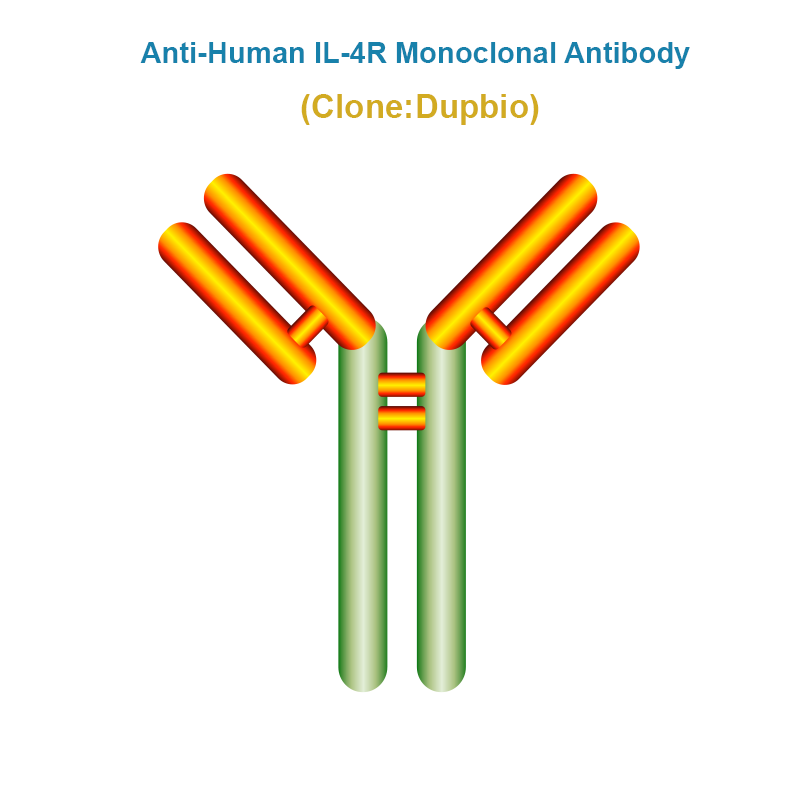 Anti-Human IL-4R Monoclonal Antibody