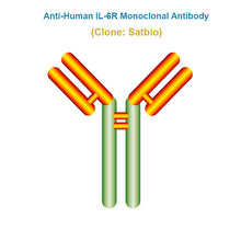 Load image into Gallery viewer, Anti-Human IL-6R Monoclonal Antibody, Clone: Satbio