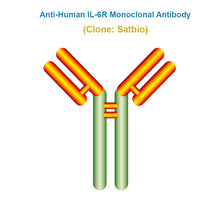 Load image into Gallery viewer, Anti-Human IL-6R Monoclonal Antibody