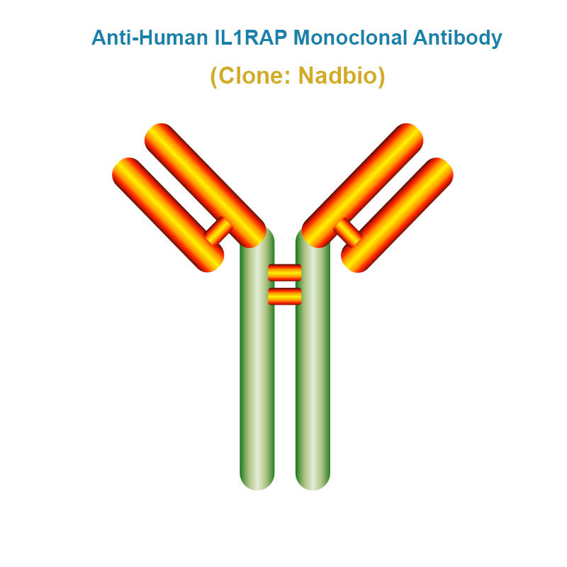 Anti-Human IL1RAP Monoclonal Antibody