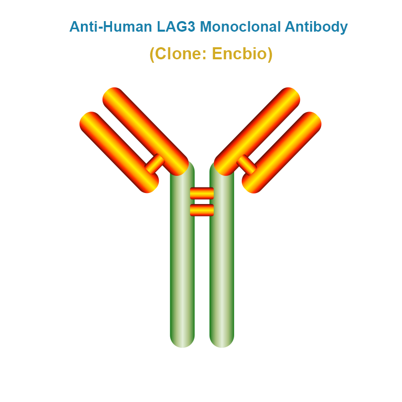Anti-Human LAG3 Monoclonal Antibody, Clone: Encbio