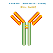 Load image into Gallery viewer, Anti-Human LAG3 Monoclonal Antibody, Clone: Encbio