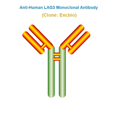 Load image into Gallery viewer, Anti-Human LAG3 Monoclonal Antibody