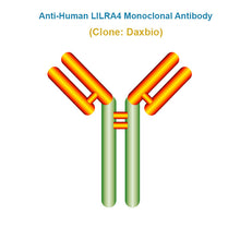 Load image into Gallery viewer, Anti-Human LILRA4 Monoclonal Antibody