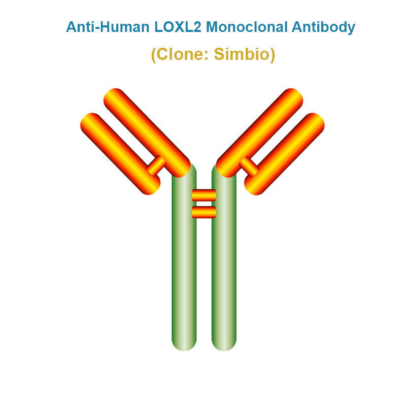 Anti-Human LOXL2 Monoclonal Antibody, Clone: Simbio