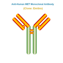 Load image into Gallery viewer, Anti-Human MET Monoclonal Antibody