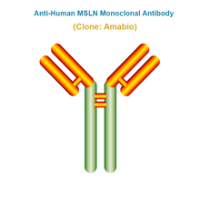 Load image into Gallery viewer, Anti-Human MSLN Monoclonal Antibody, Clone: Amabio