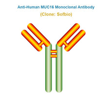 Load image into Gallery viewer, Anti-Human MUC16 Monoclonal Antibody