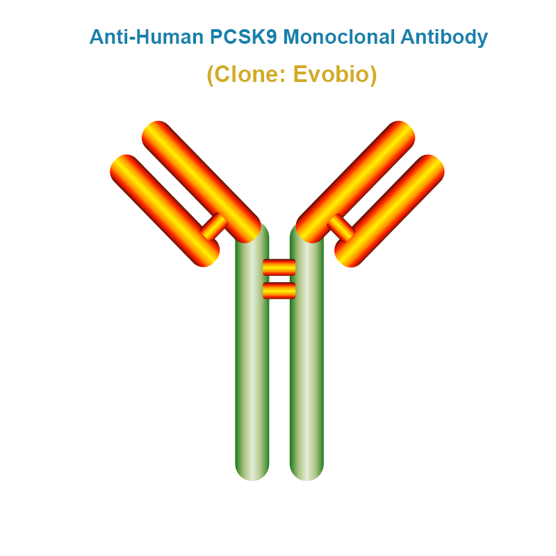 Anti-Human PCSK9 Monoclonal Antibody, Clone: Evobio