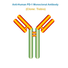 Load image into Gallery viewer, Anti-Human PD-1 Monoclonal Antibody, Clone: Tisbio
