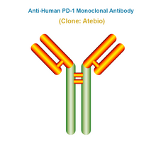 Load image into Gallery viewer, Anti-Human PD-1 Monoclonal Antibody