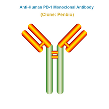 Load image into Gallery viewer, Anti-Human PD-1 Monoclonal Antibody, Clone: Penbio