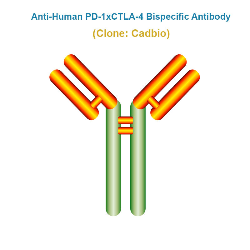 Anti-Human PD-1xCTLA-4 Bispecific Antibody