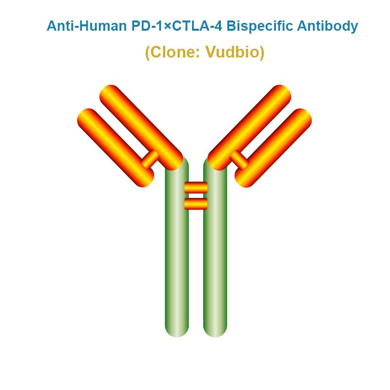 Anti-Human PD-1xCTLA-4 Bispecific Antibody, Clone: Vudbio